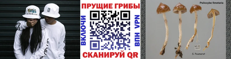 Галлюциногенные грибы Cubensis  Тюмень 